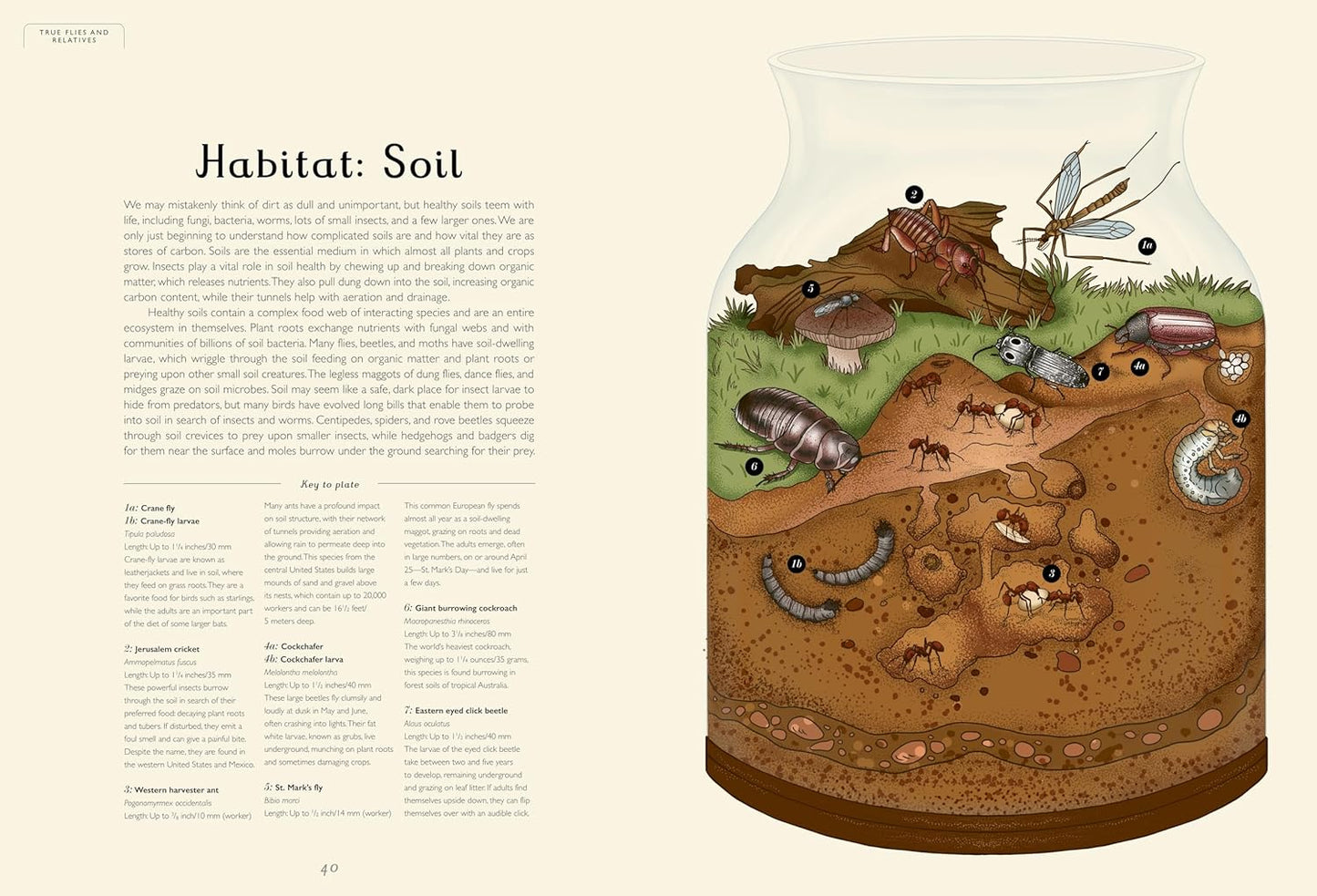 Welcome to the Museum: Insectarium