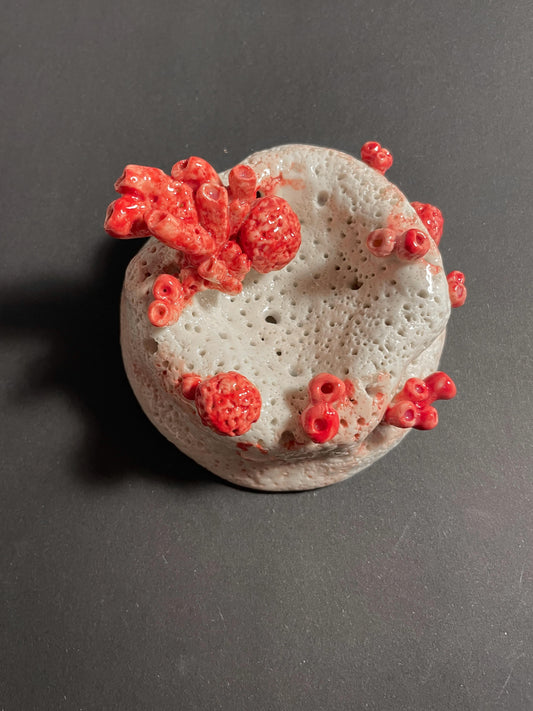 Carmen Cano "Benthos"