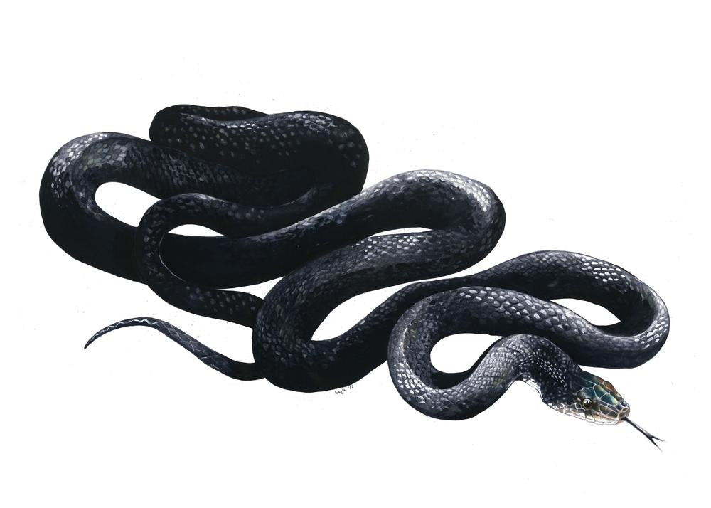 Bayla Arietta "Black Rat Snake"