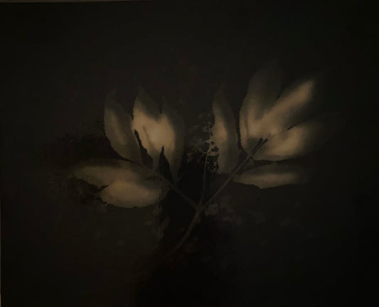 Polly Purvis "Broadleaf Knotweed"