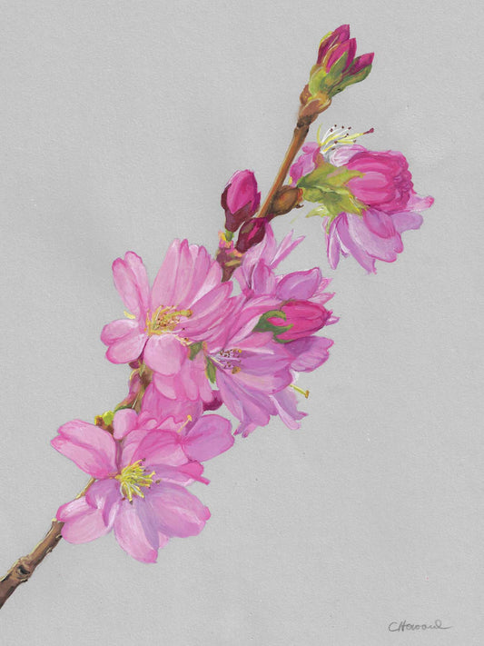 Carrie Kip Howard "Japanese Cherry Blossoms"