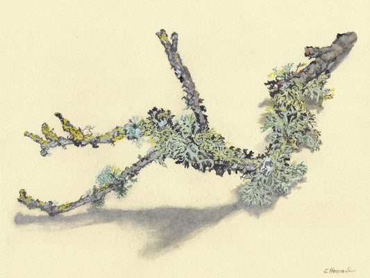 Carrie Kipp Howard "Lichen Study I"