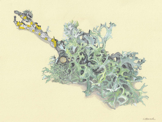 Carrie Kipp Howard "Lichen Study II"