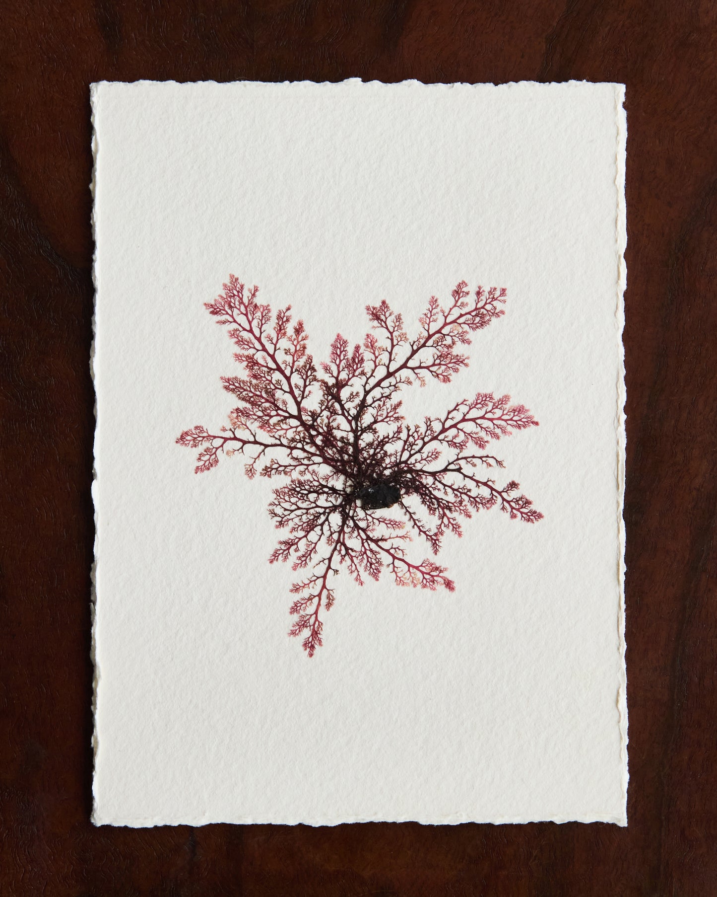 Falling Tide Press "Delicate Sea Lace 1"