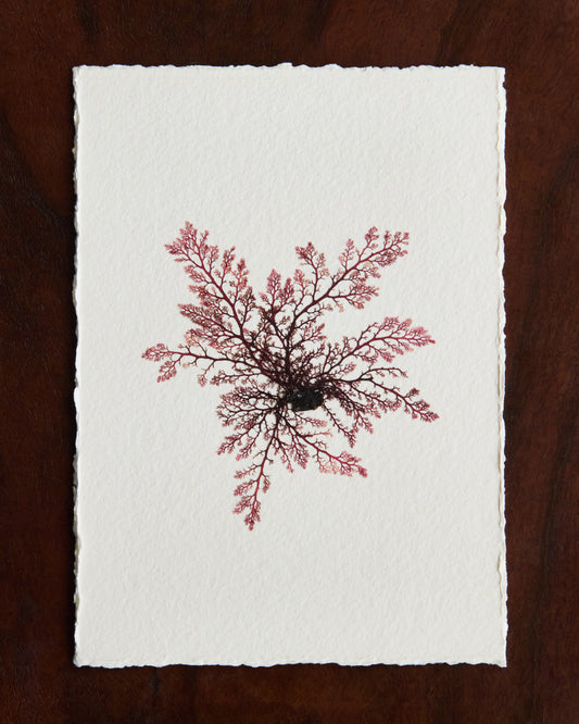 Falling Tide Press "Delicate Sea Lace 1"