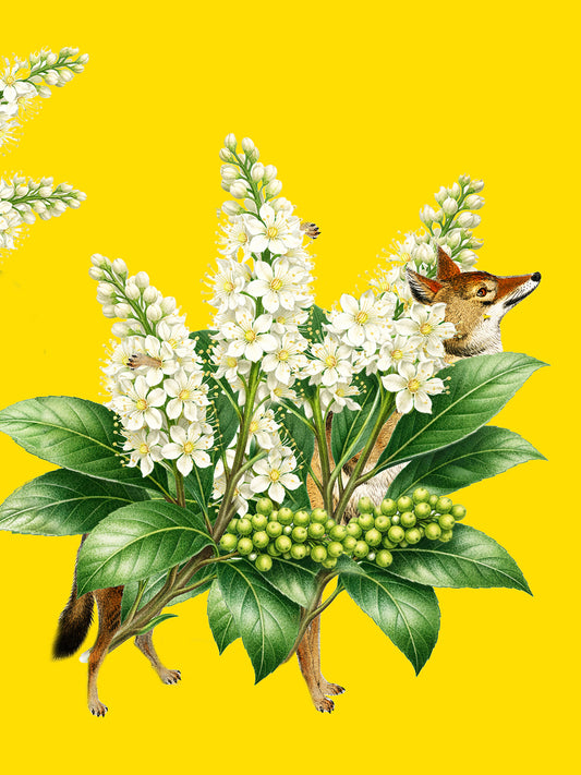 Maayan Haim "English Laurel"