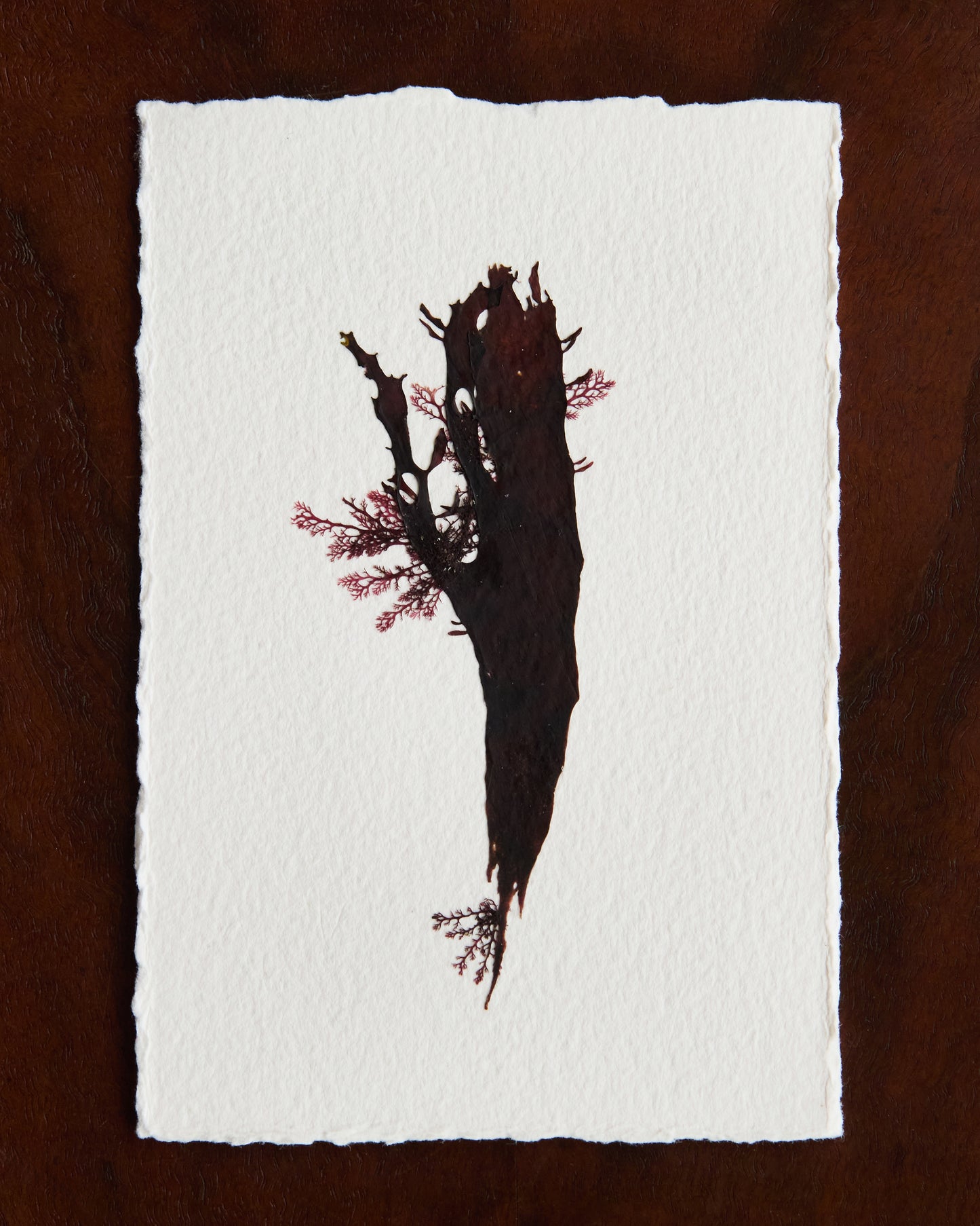 Falling Tide Press "Epiphytes I"