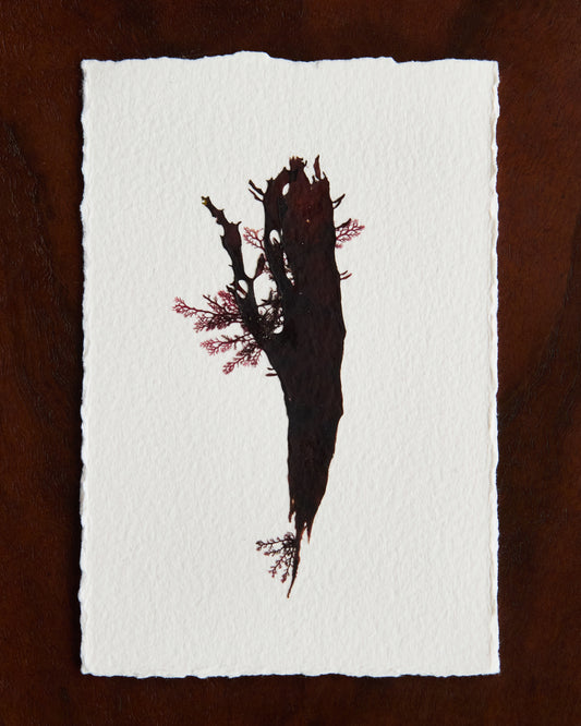 Falling Tide Press "Epiphytes I"