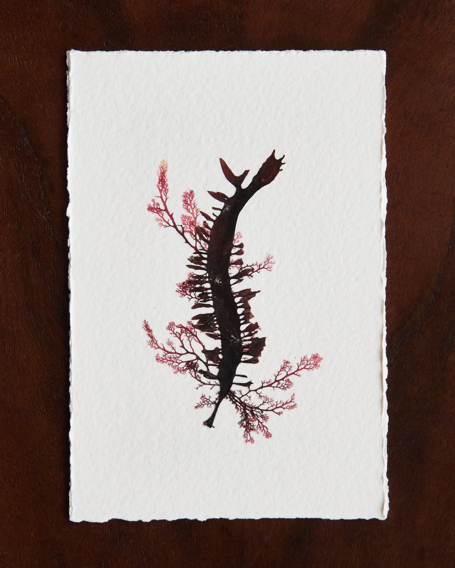 Falling Tide Press "Epiphytes 2"
