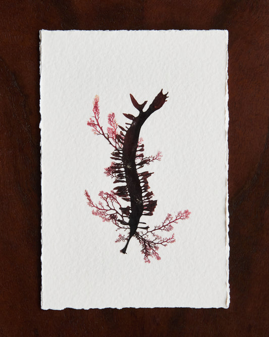 Falling Tide Press "Epiphytes 2"