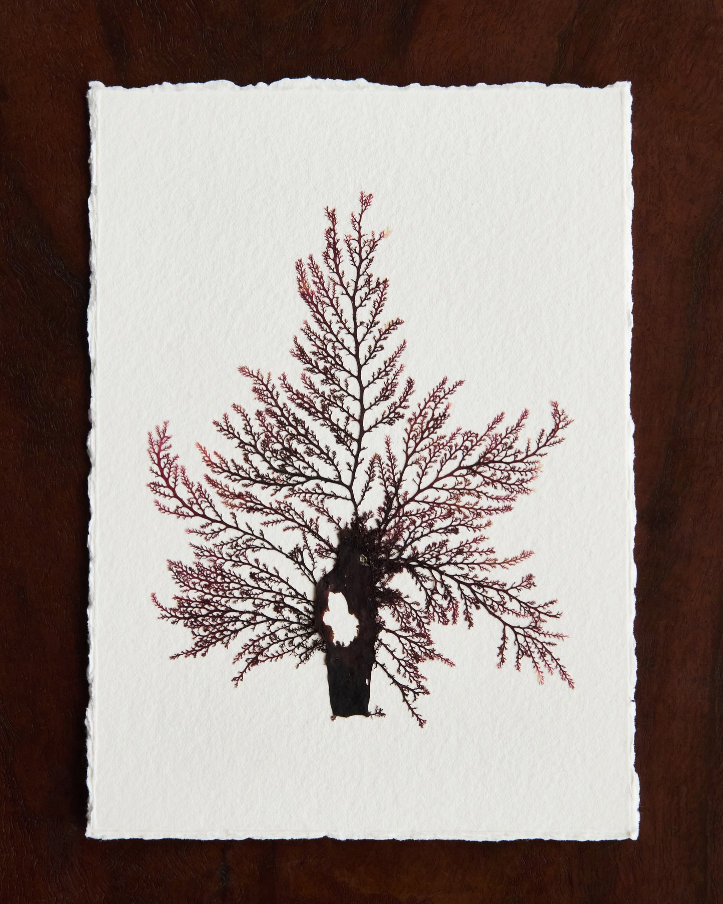 Falling Tide Press "Epiphytes 2_2"