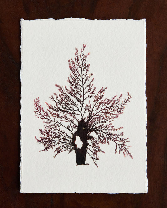 Falling Tide Press "Epiphytes 2_2"