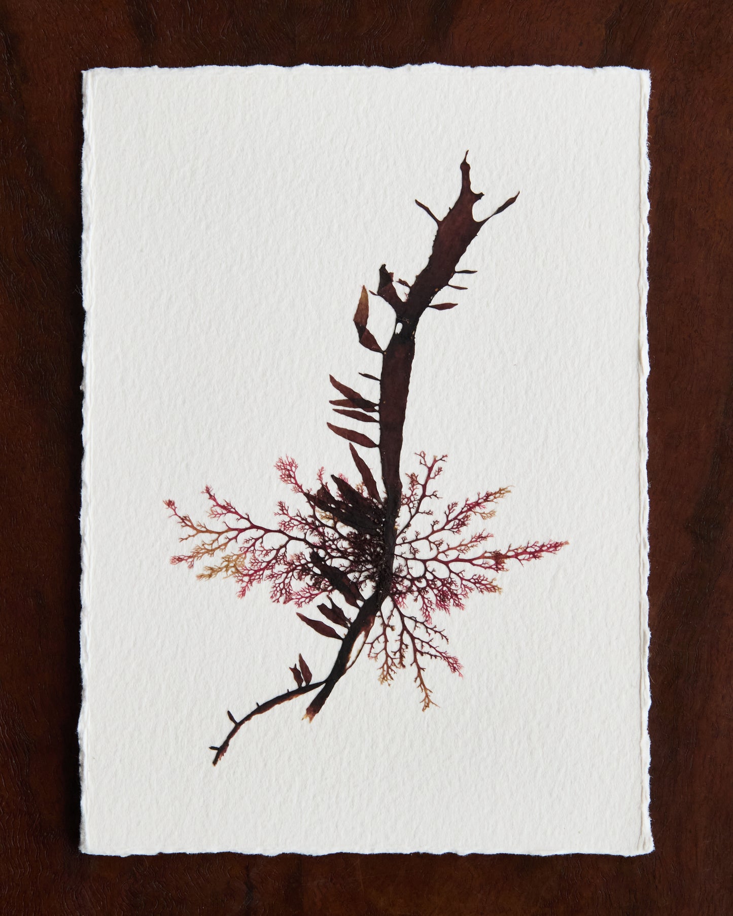Falling Tide Press "Epiphytes 3"