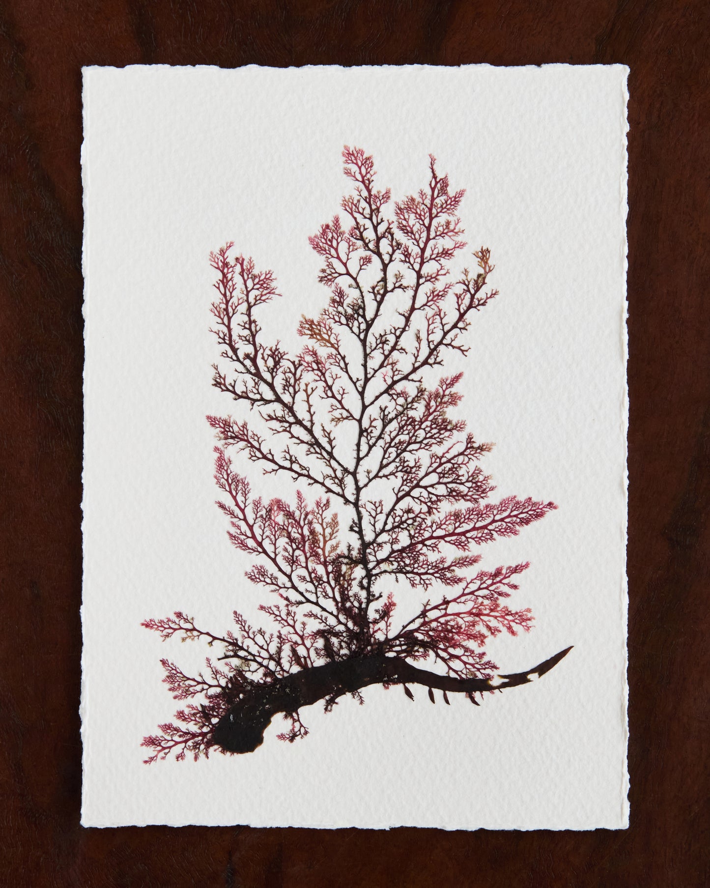 Falling Tide Press "Epiphytes 4"
