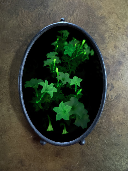 Bonnie Jordan "Firefly Flowers"