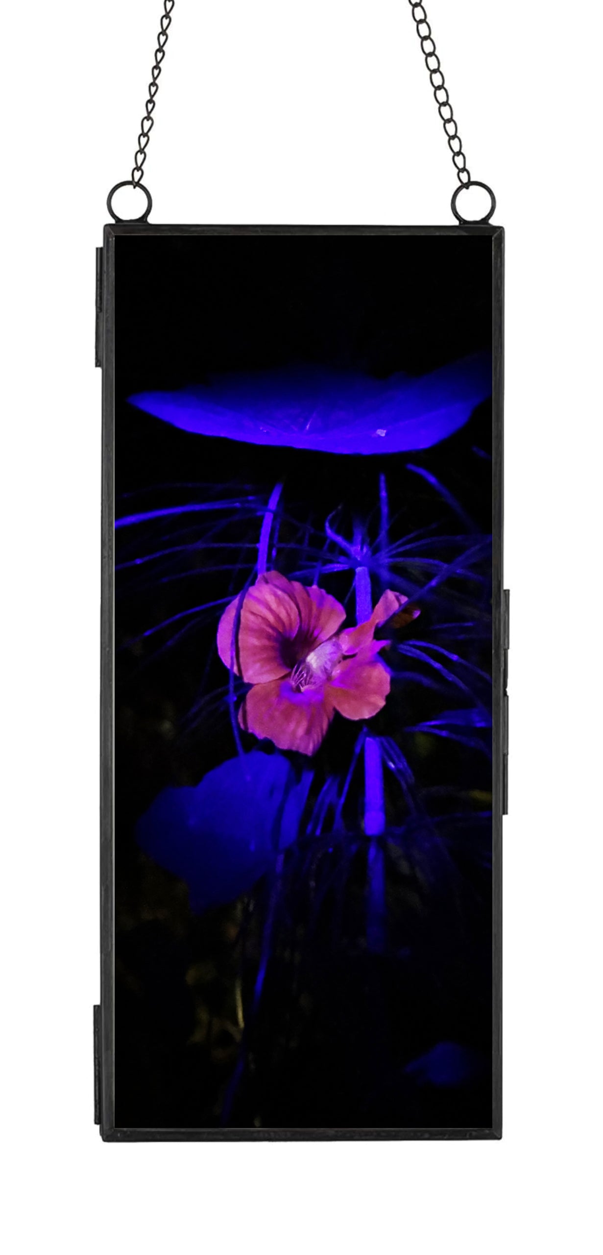 Bonnie Jordan "UltraViolet Nasturtium"