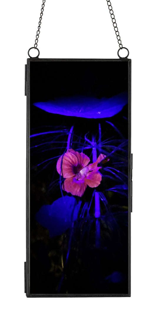 Bonnie Jordan "UltraViolet Nasturtium"