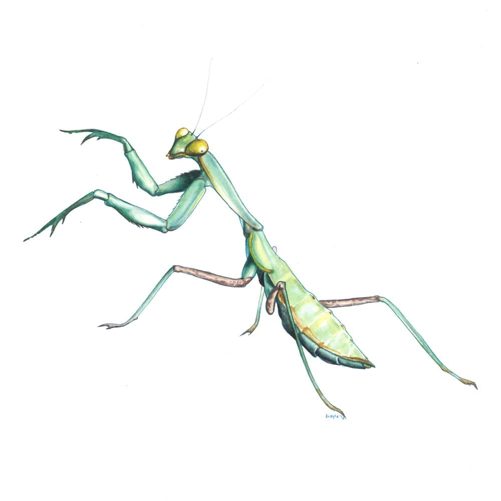 Bayla Arietta "Giant Asian Mantis"