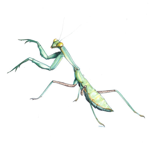 Bayla Arietta "Giant Asian Mantis"