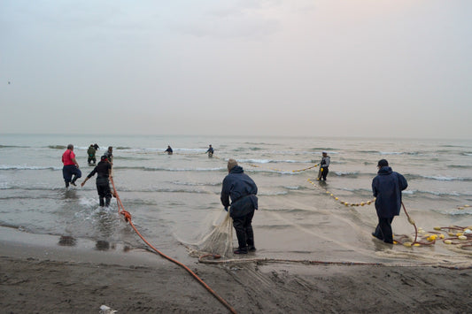 Hadi Asgharpour "The Last Haul II" (Online)