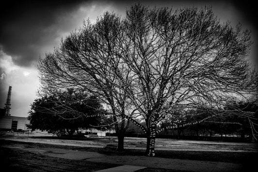 Hadi Asgharpour "Whispers in the Bark v1" (Online)