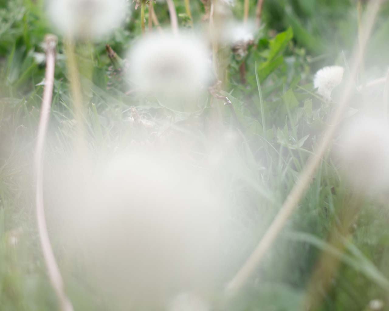 Holly Pendragon "Daphne"