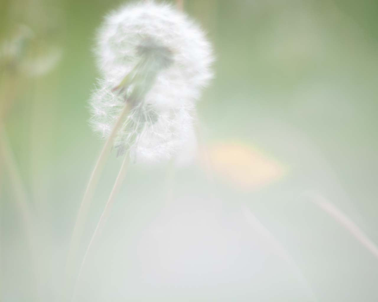 Holly Pendragon "Millie"