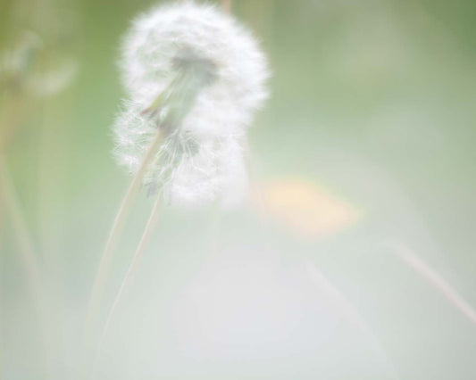 Holly Pendragon "Millie"