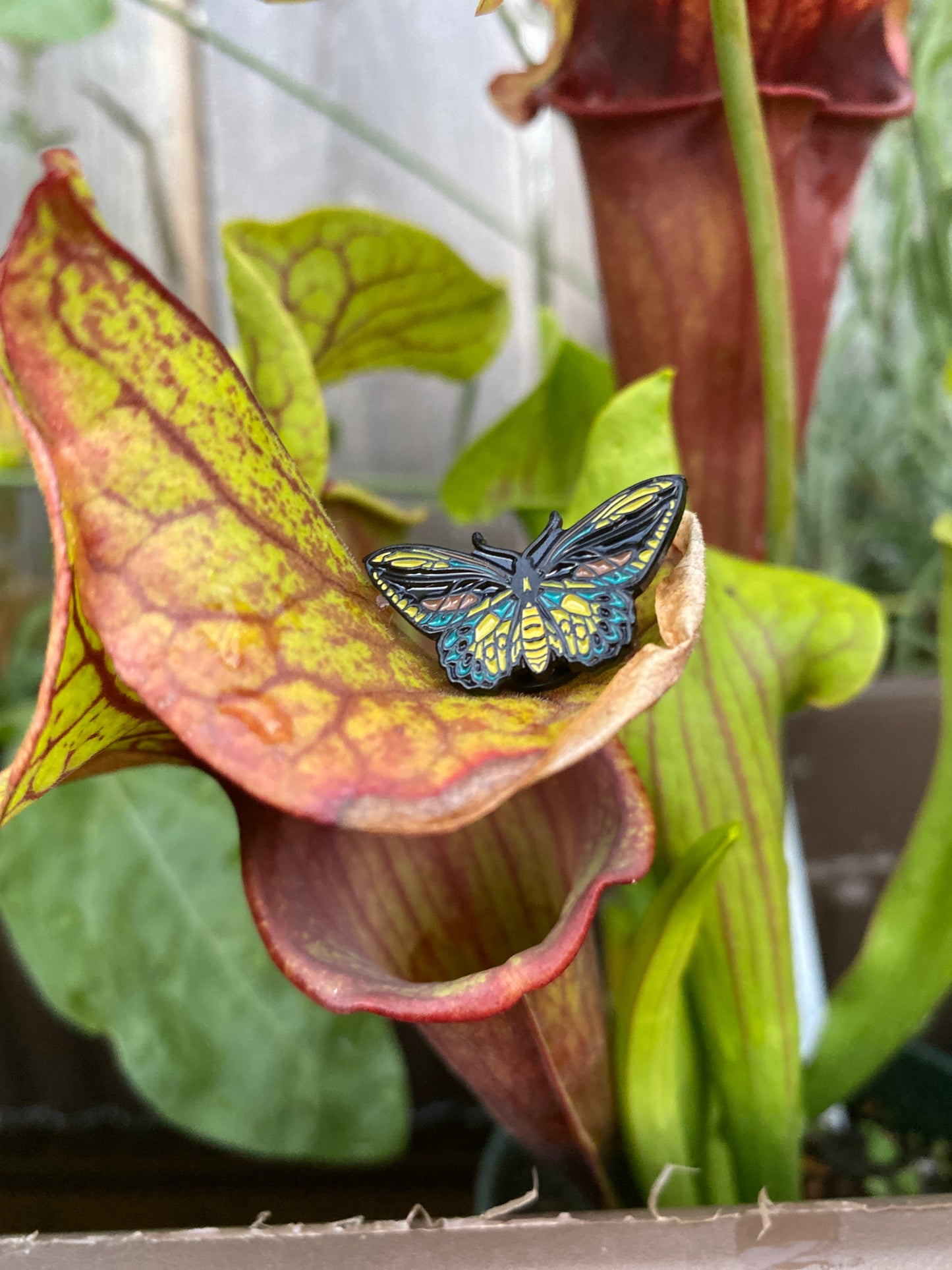 Of Moth and Flame "Mini Birdwing Butterfly" Enamel Pin