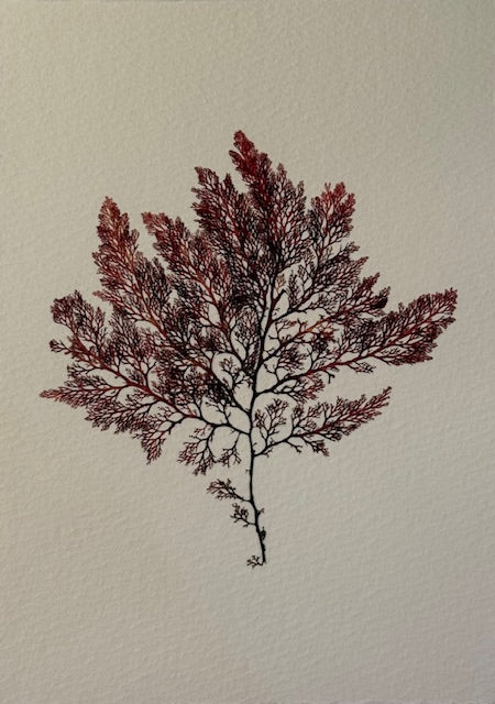 Falling Tide Press "Delicate Sea Lace 2"