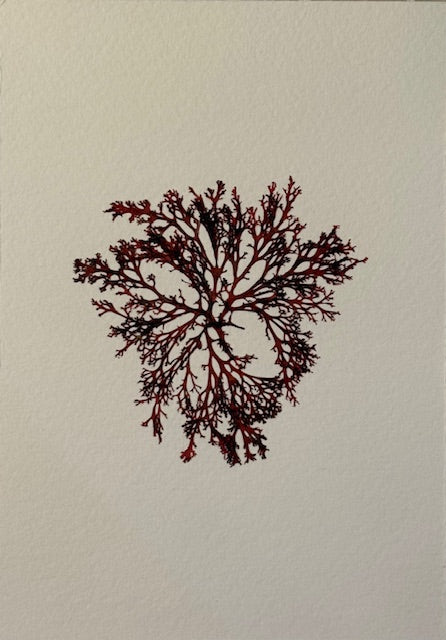 Falling Tide Press "Red Algae 4"