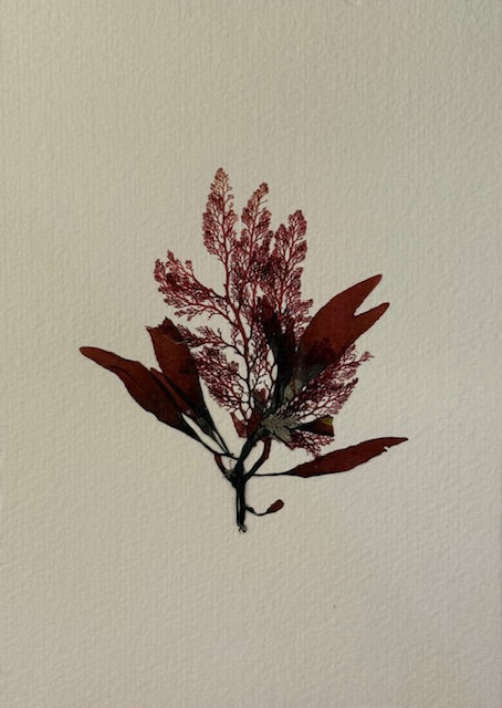 Falling Tide Press "Epiphytes 2"