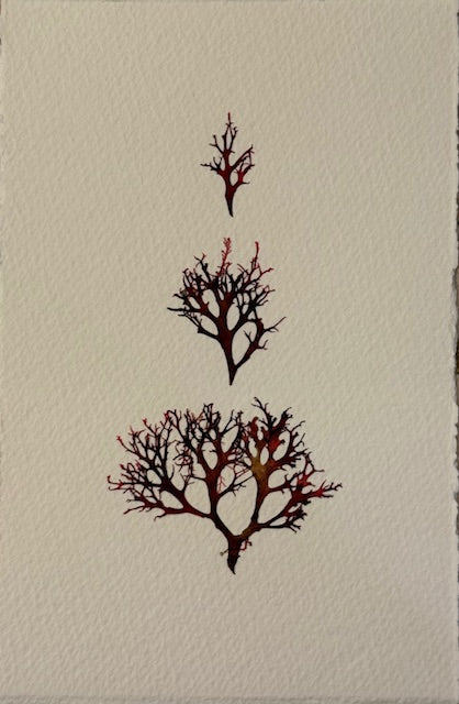 Falling Tide Press "Red Algae 3"