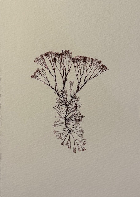 Falling Tide Press "Staghorn Felt 2"