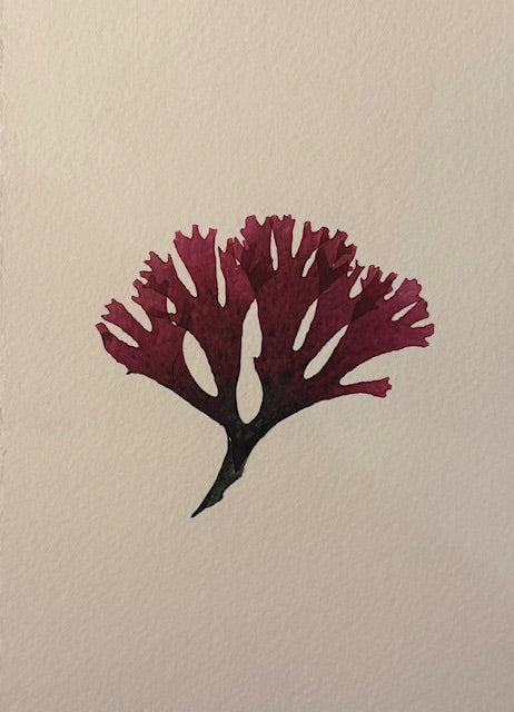 Falling Tide Press "Red Sea Fan 2"