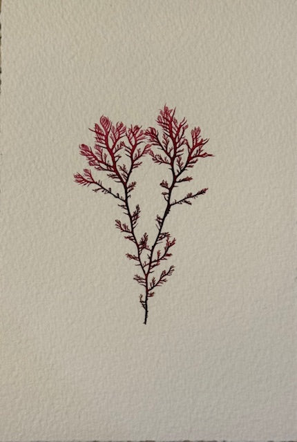 Falling Tide Press "Sea Comb I"