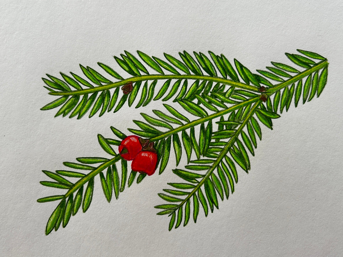 Joshua Doll "Pacific Yew"