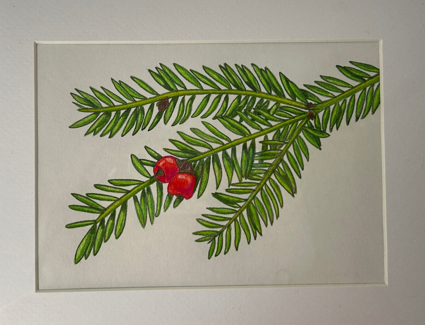 Joshua Doll "Pacific Yew"