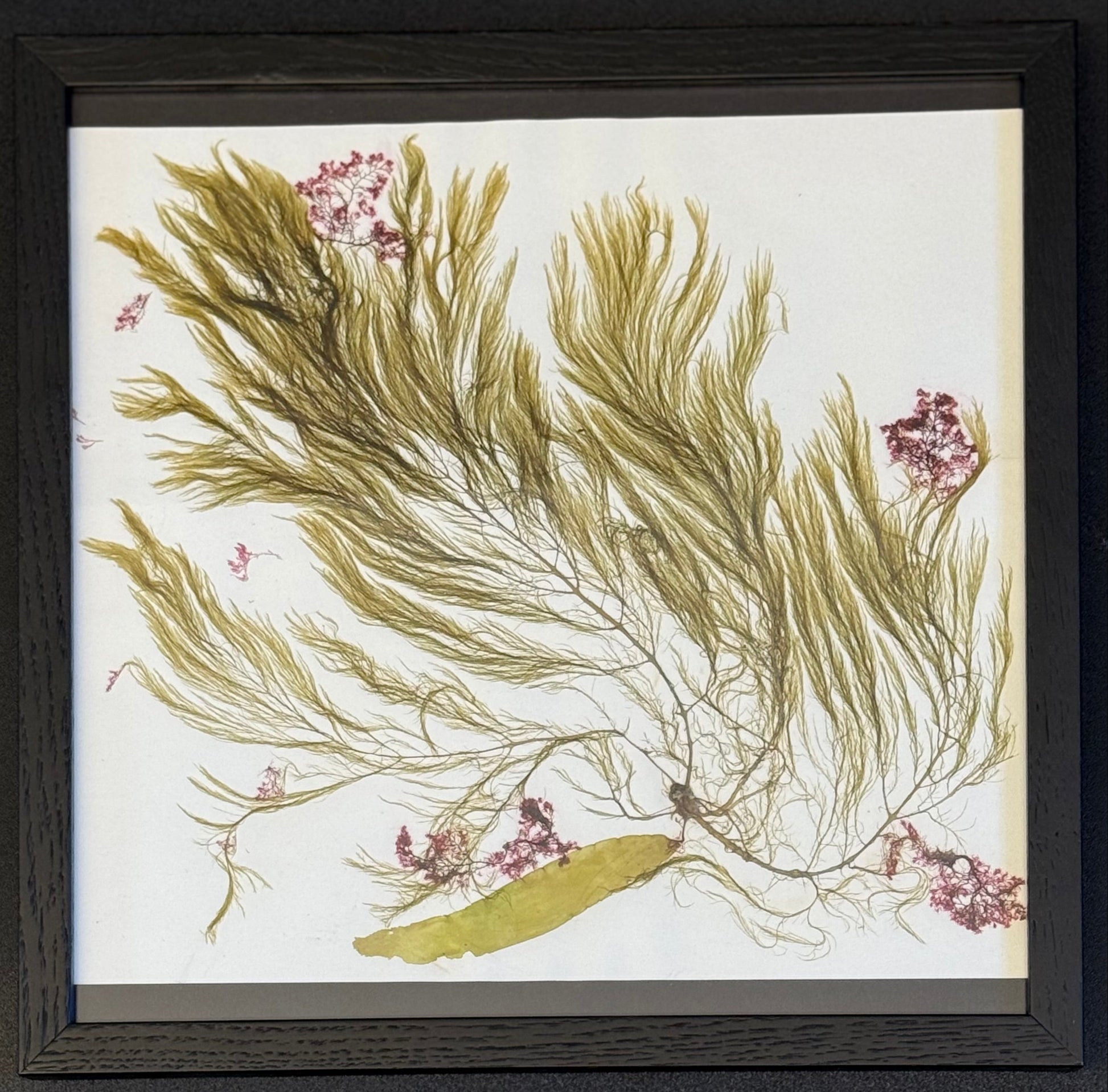 Framed artwork of seaweed and small pink flowers on a white background