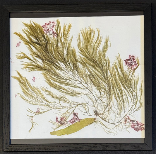 Framed artwork of seaweed and small pink flowers on a white background