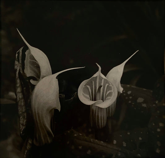 Polly Purvis "Jack-in-the-Pulpit I"