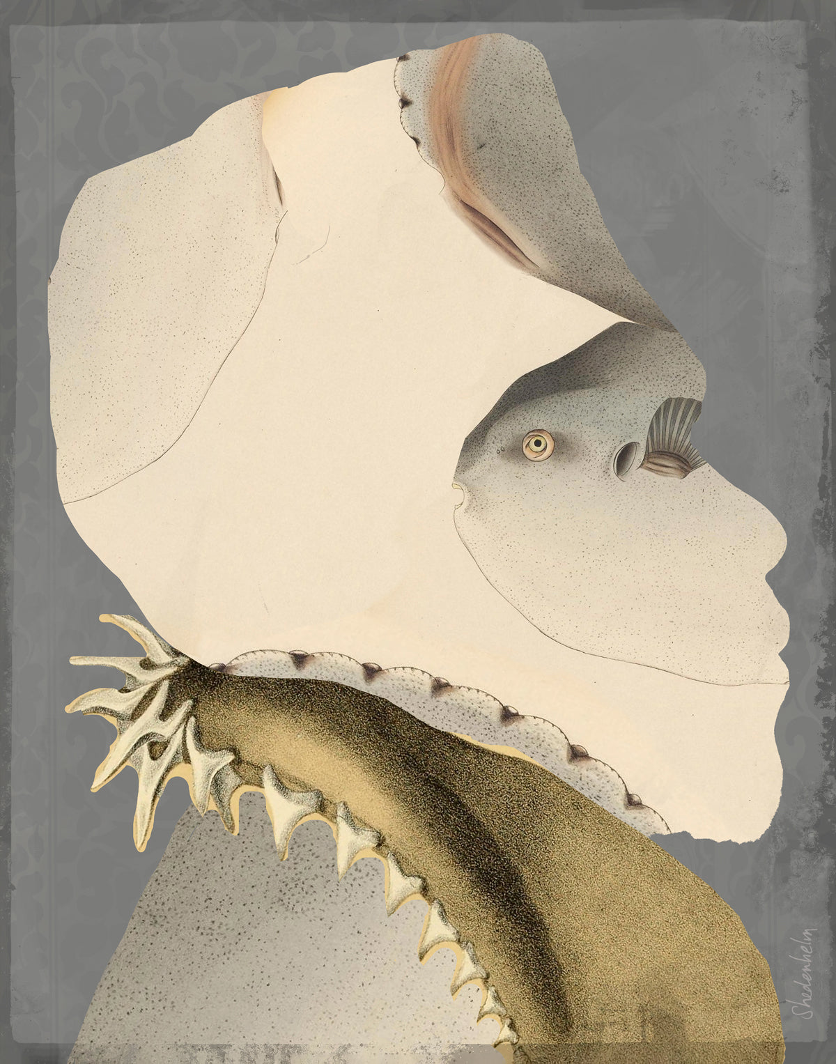 Kendra Shedenhelm "Transformaciones: Tiburón"