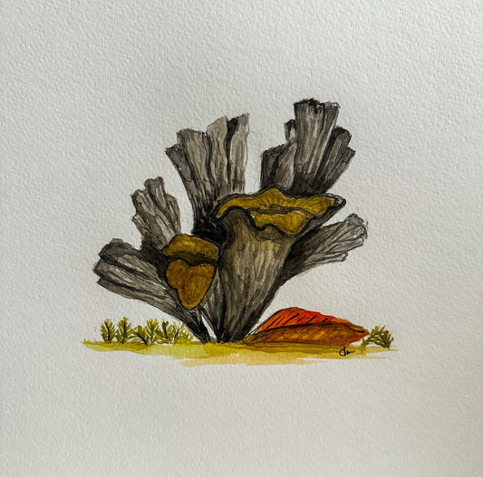 Dawn McGill "Black Oyster"