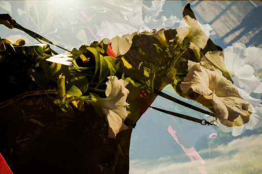 Kaitlin Newman "Preakness (192)"