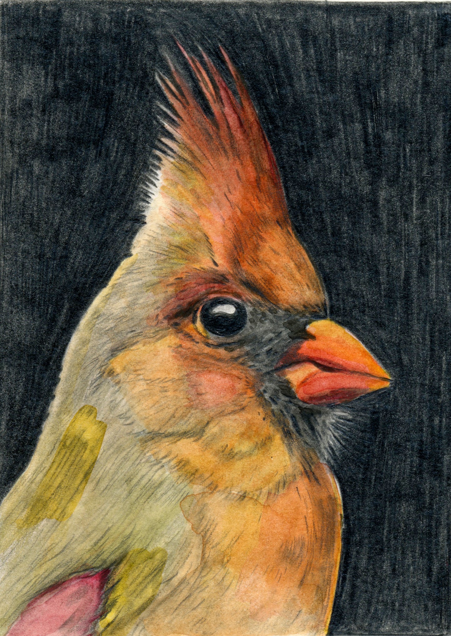 Kacy McKinney "Northern Cardinal"