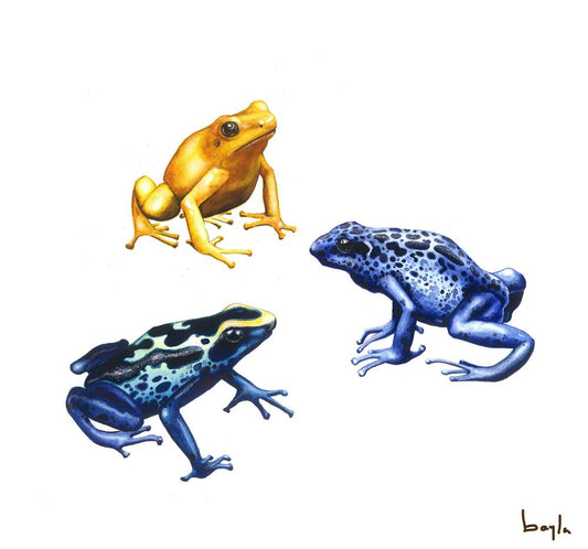 Bayla Arietta "Poison Dart Frogs"