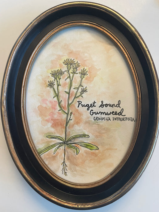 Taha Ebrahimi "Puget Sound Gumweed"