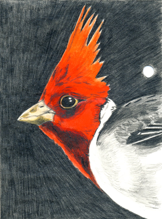 Kacy McKinney "Red Crested Cardinal"