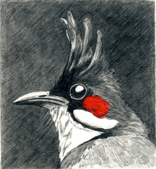 Kacy McKinney "Red Whiskered Bulbul"