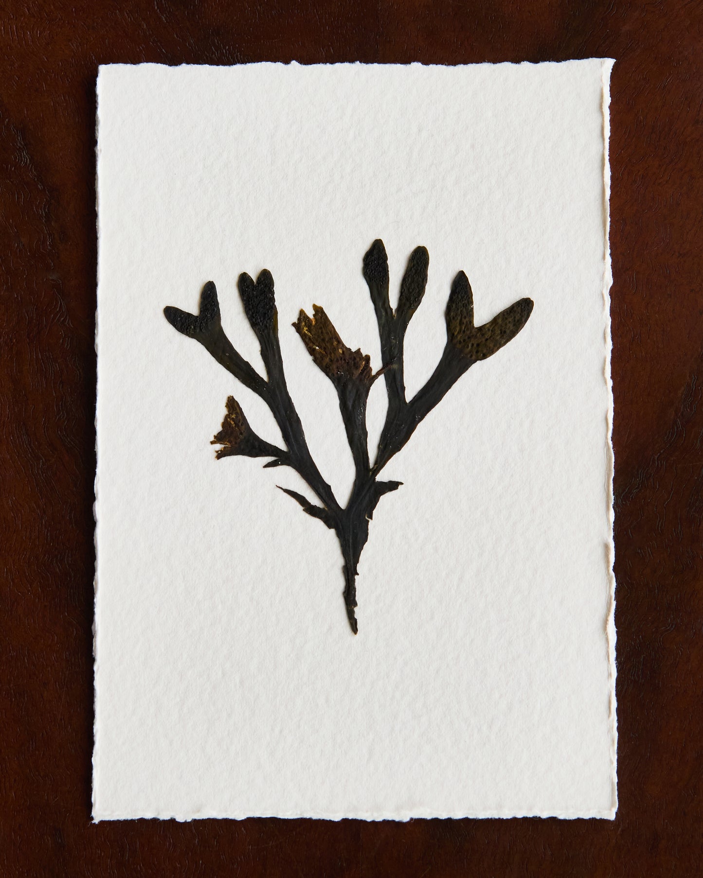 Falling Tide Press "Rockweed I"